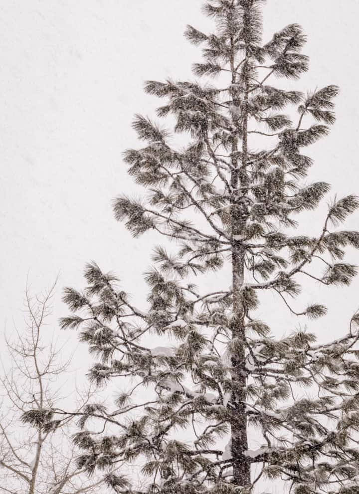 Close up of a single snow filled tree in Squaw Valley.