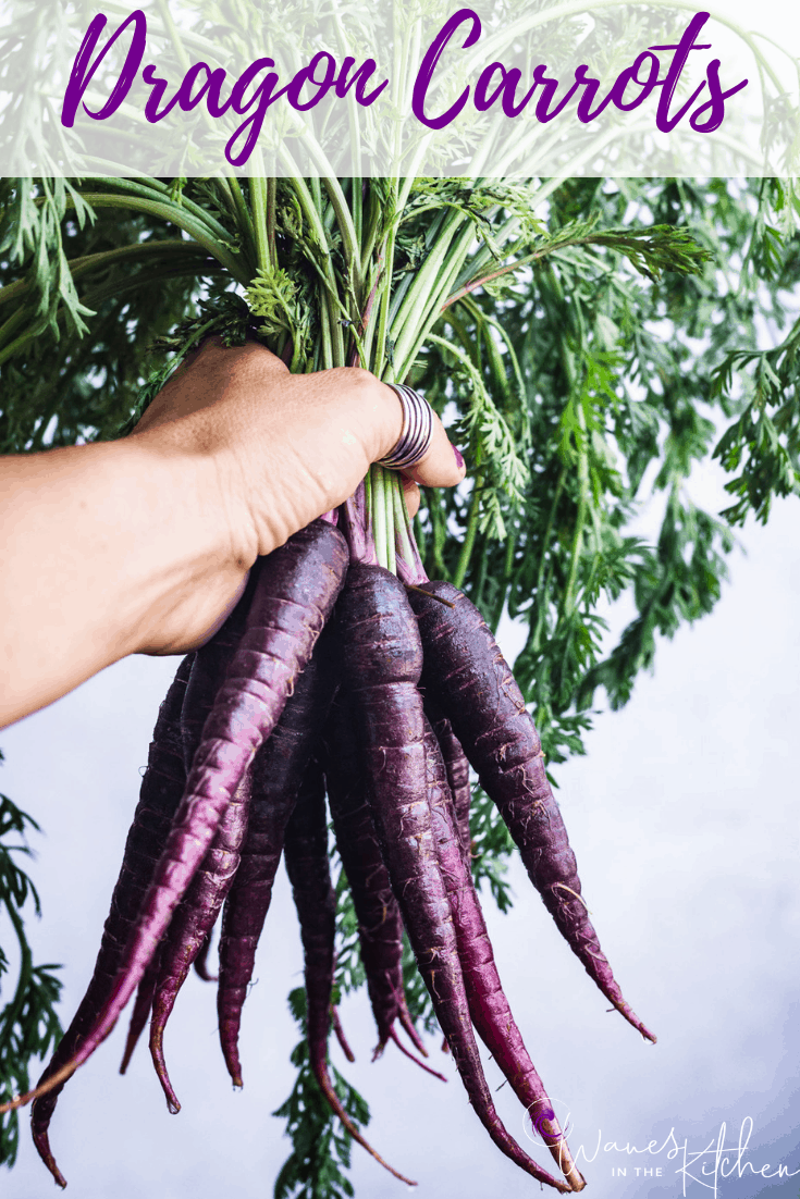 Holding purple dragon carrots, on a blue/white background.