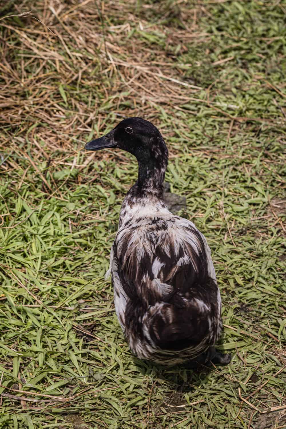 A beautiful black duck in the Amber Waves farm.