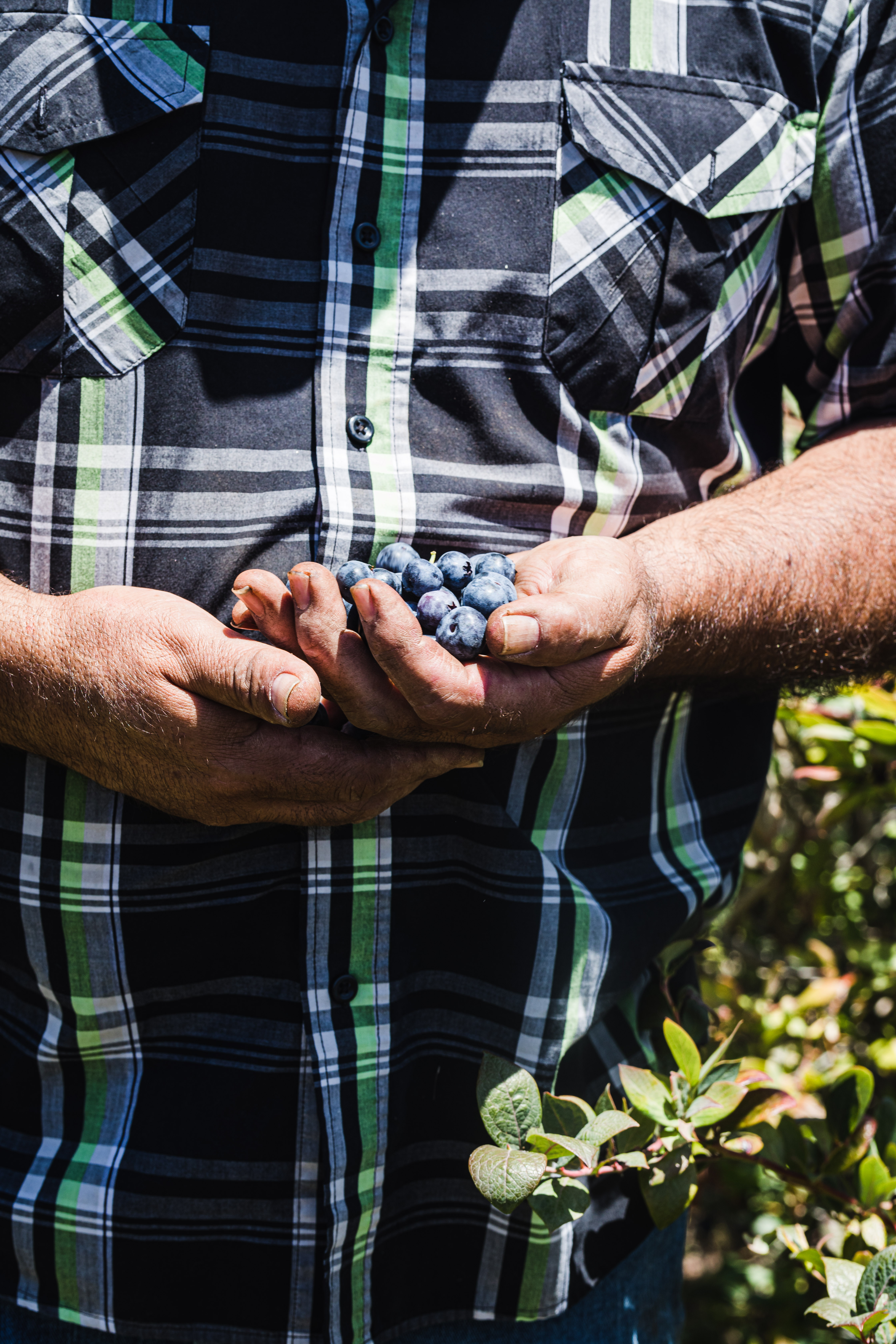 JSM Organics founder, Javier Zamora, showing off freshly harvest blueberries.