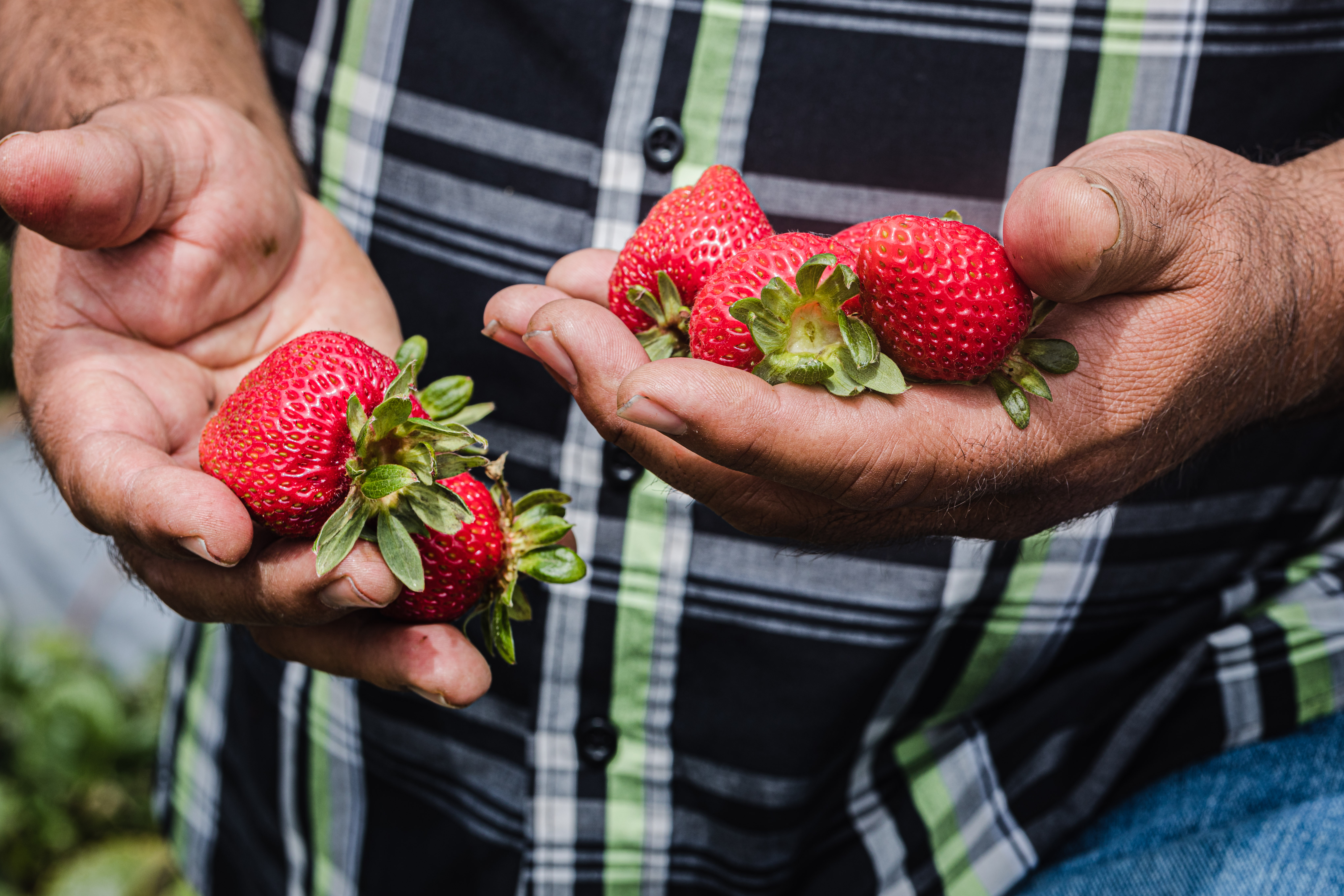 JSM organics founder, Javier Zamora, showing up the summers strawberry bounty.