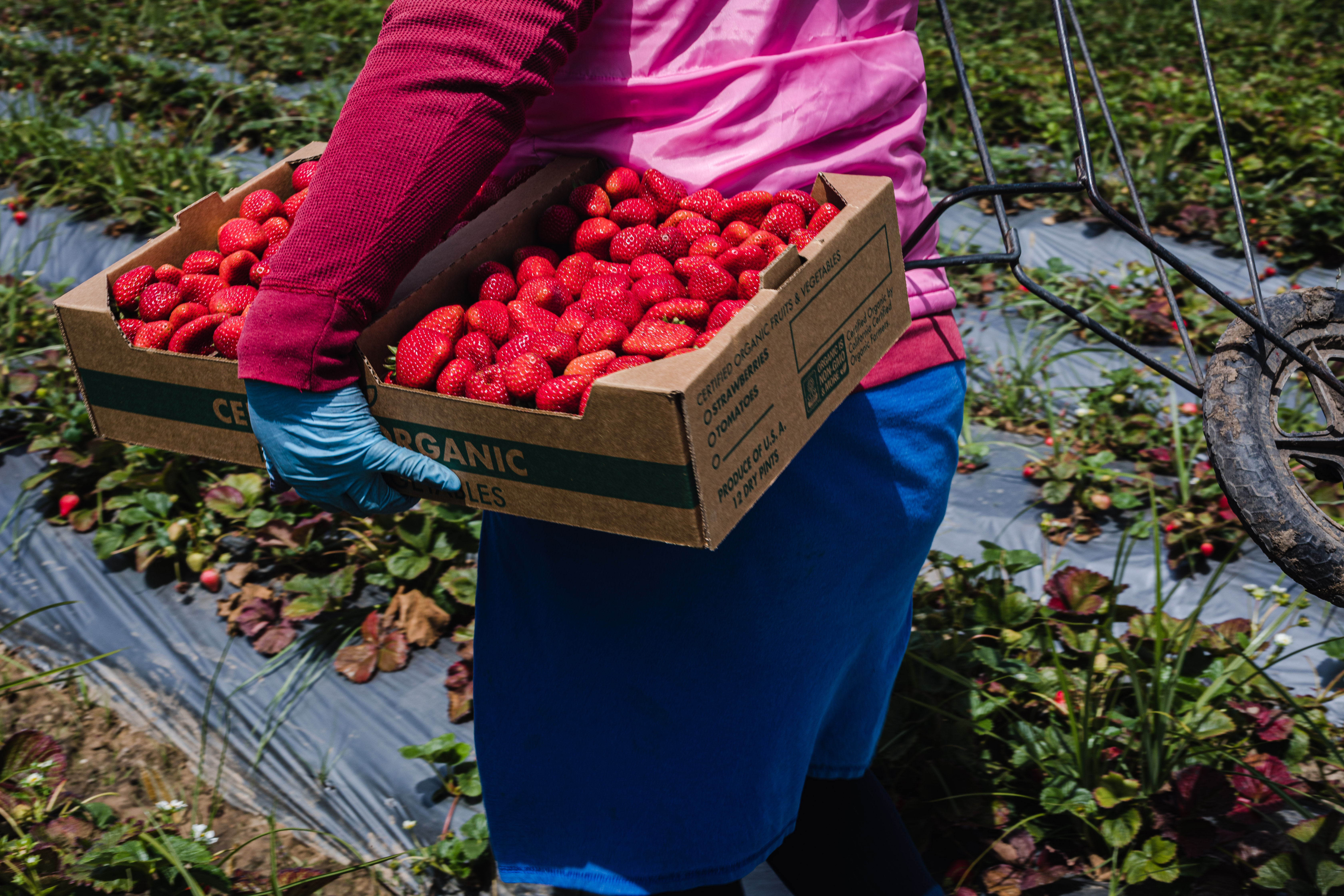 JSM Organics workers carrying the strawberry harvest in cardboard boxes.