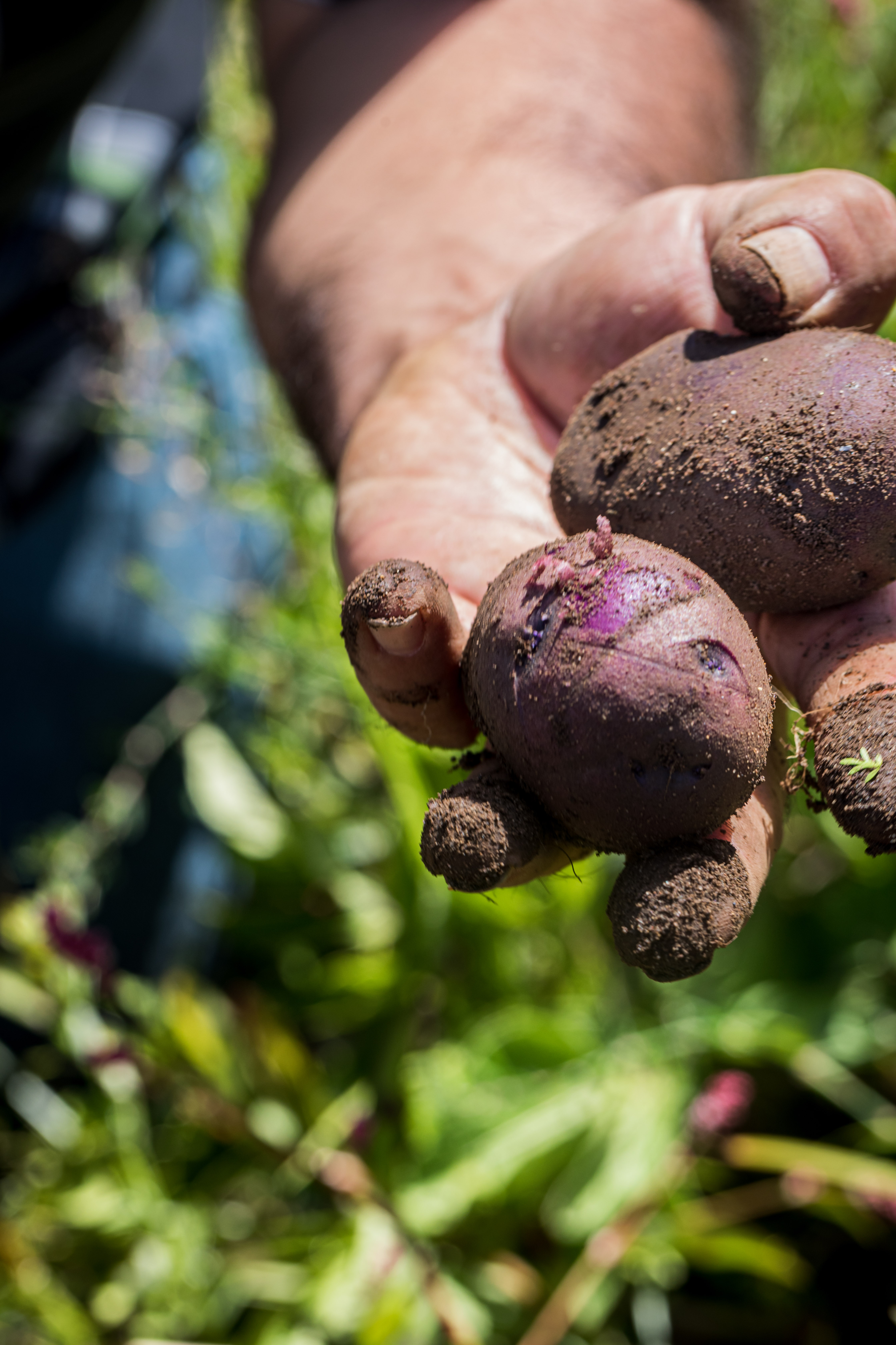 JSM Organics founder, Javier Zamora, showing off some freshly harvested purple potatoes.