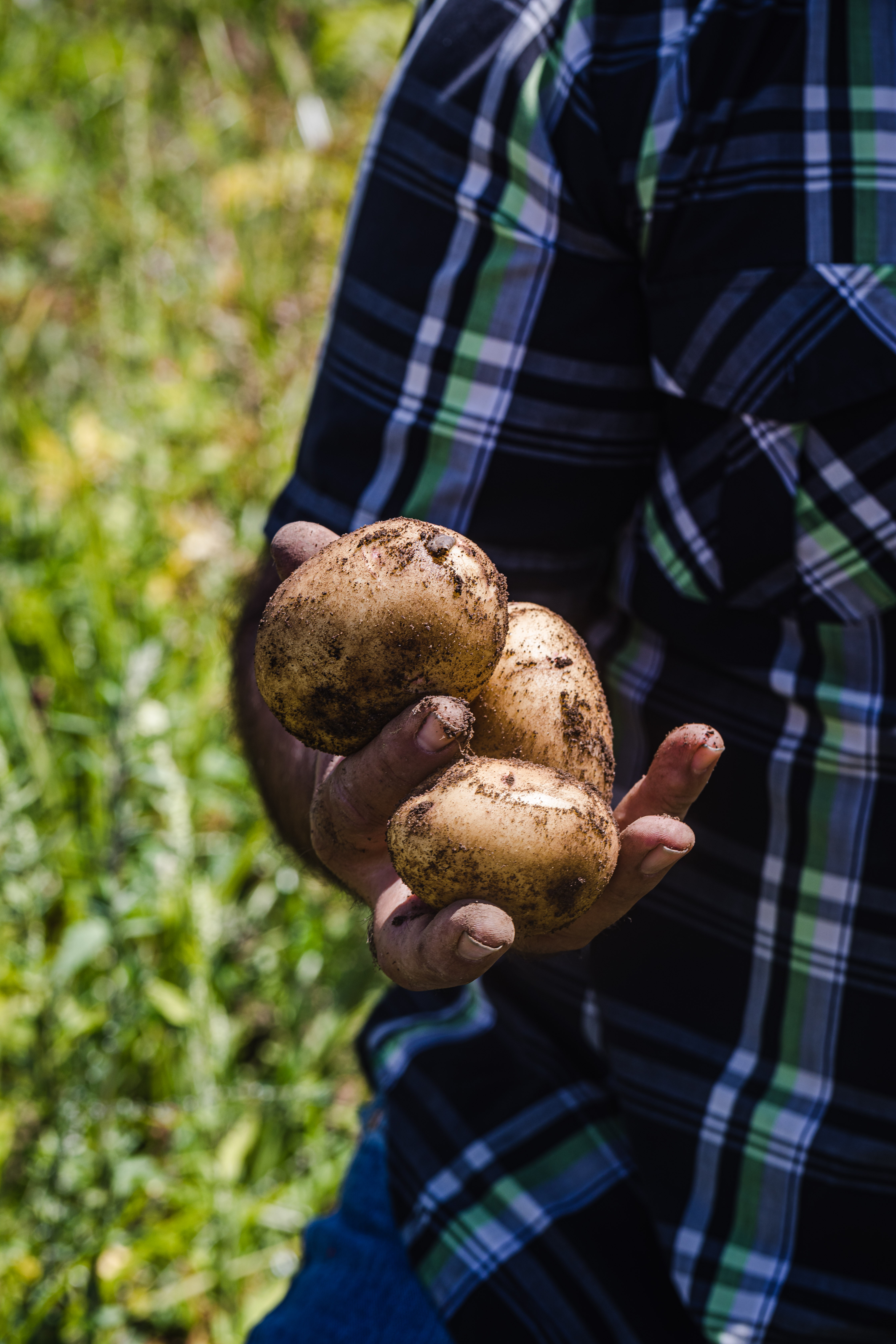 Javier Zamora, of JSM Organics, showing some freshly harvested potatoes.