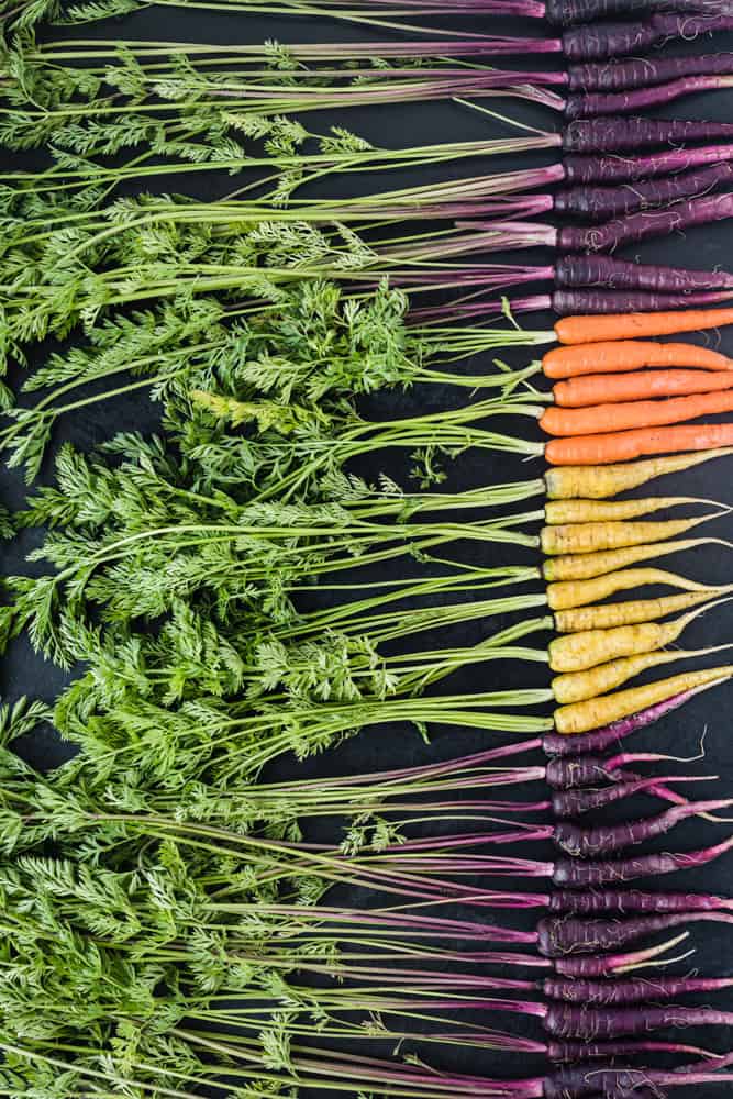 Purple, orange and yellow carrots with their green tops lined up; overhead shot on a dark background.