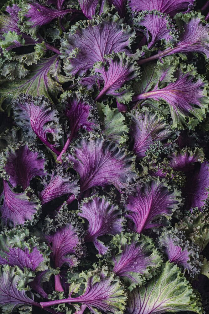 vibrant purple kale leaves